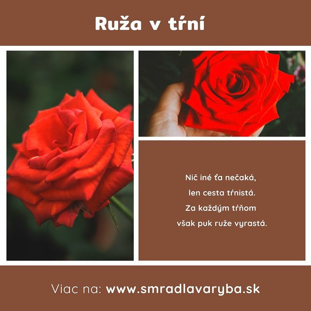 Za každým tŕňom vyrastá puk ruže. 
#smradlavaryba #blog #blogger #myslienka #citat #motto #motivacia #pozitivnemyslenie #novyprispevok #myslienkadna #mottodna #zamyslenie #zaujimavost #heslo #ruza #fotografia